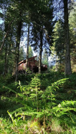 Glentress Forest